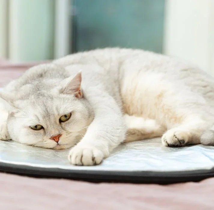 Sad british shorthair silver cat lies on silver reflector on owner's bed.