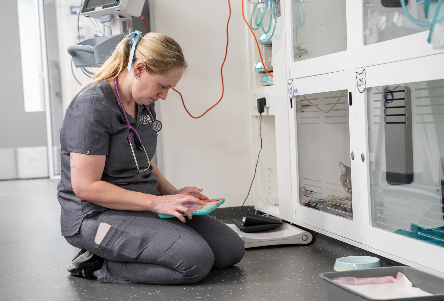 Veterinary nurse checking a cat patient in an ICU ward.