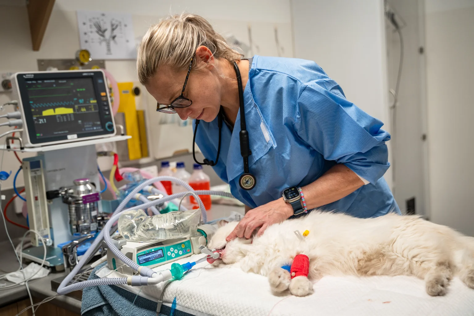 Veterinarian monitoring an anaesthetised dog during surgery.