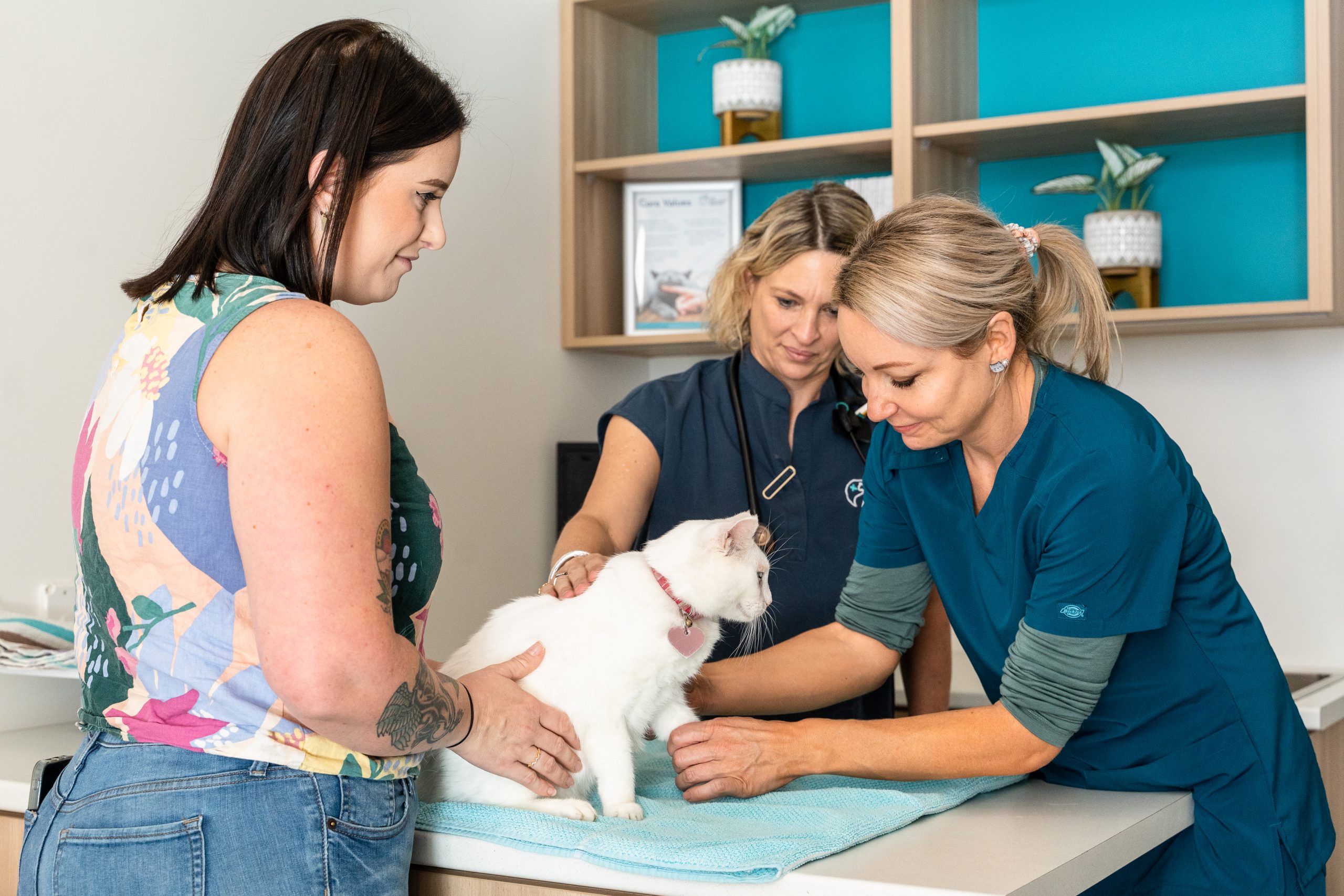 Veterinary team examining a white cat during a consultation with its owner