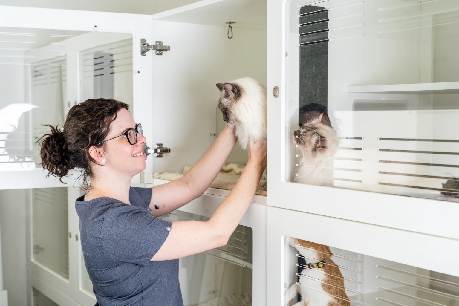 Veterinary nurse caring for a cat inside the Cat Specialist Services feline hospital