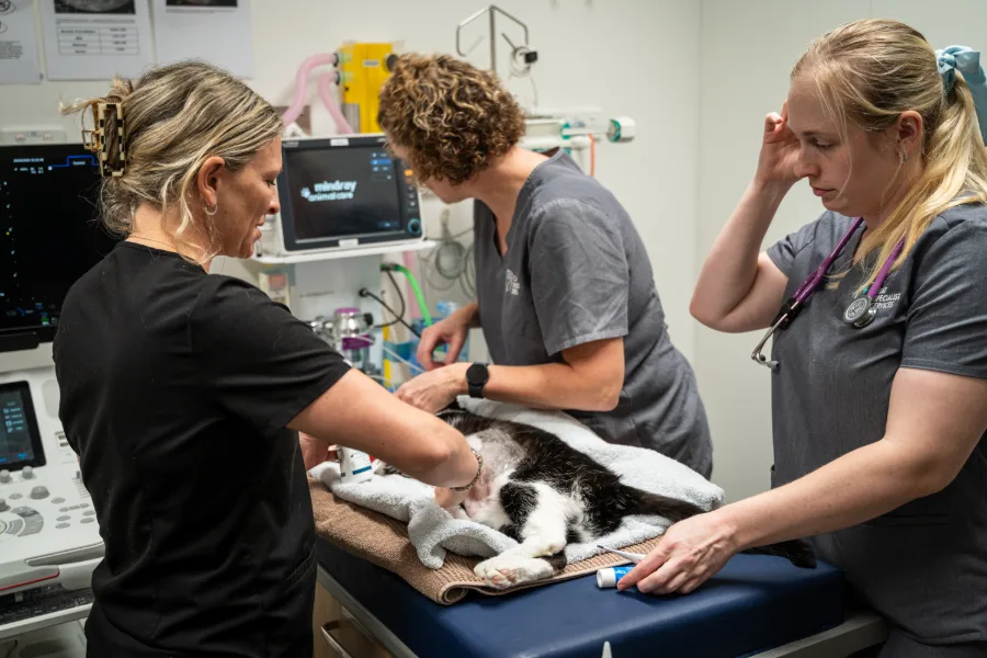 Veterinary team examining a cat during specialist hospital treatment