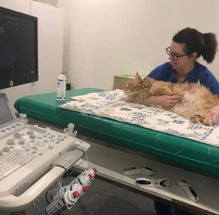 Cat undergoing an ultrasound examination with a veterinary professional at Cat Specialist Services