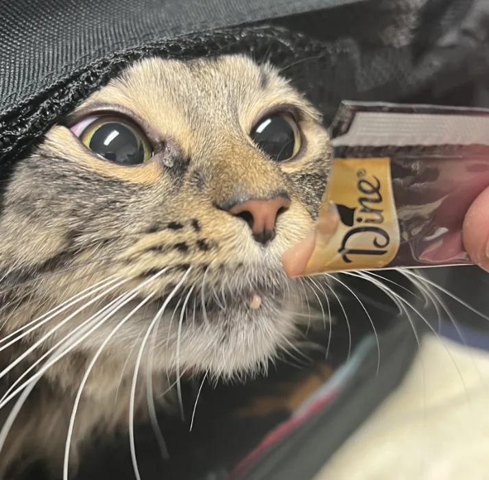 Hospitalised cat being offered food to encourage eating during veterinary care