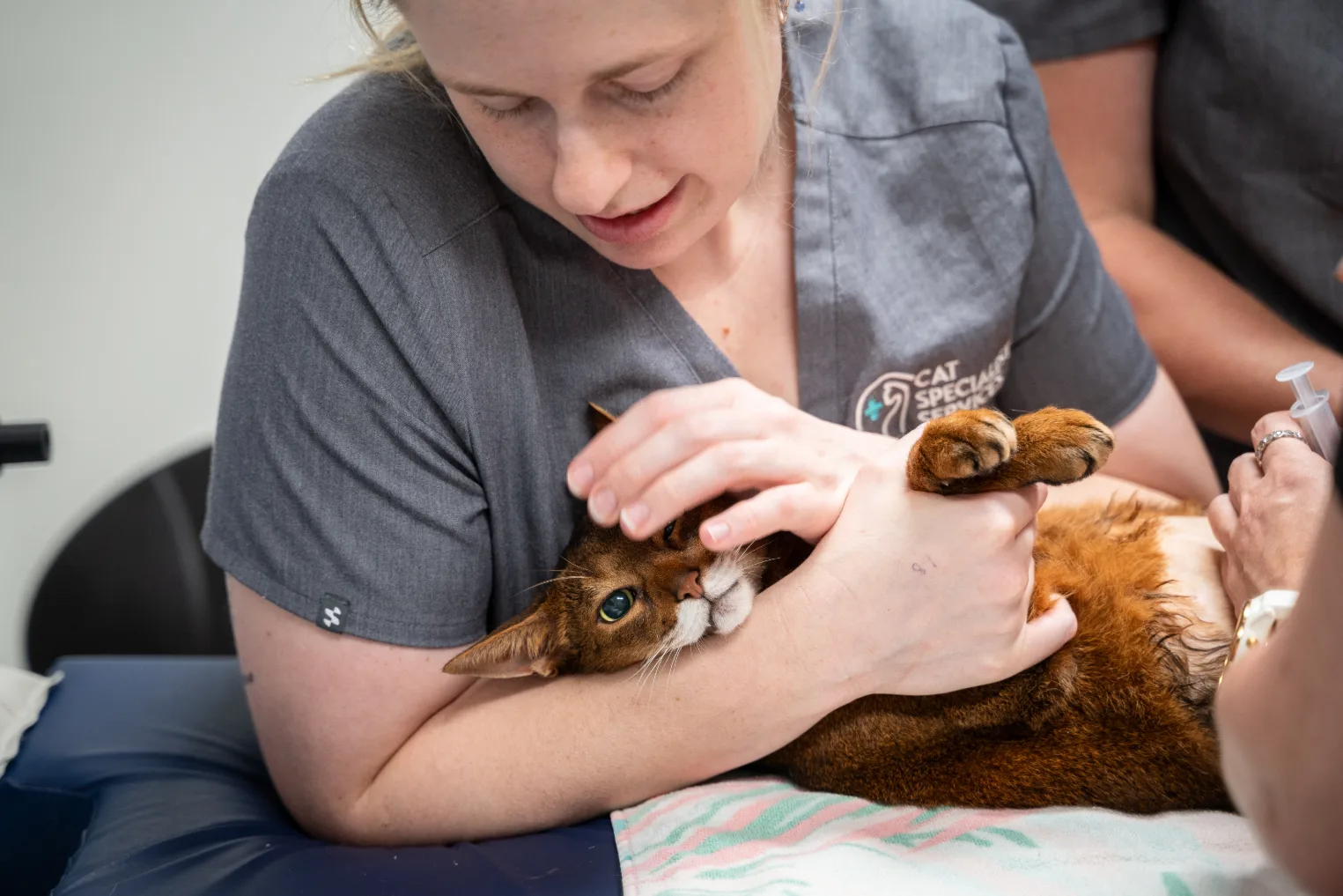 Cat Specialist Services veterinarian comforting a cat during a veterinary examination