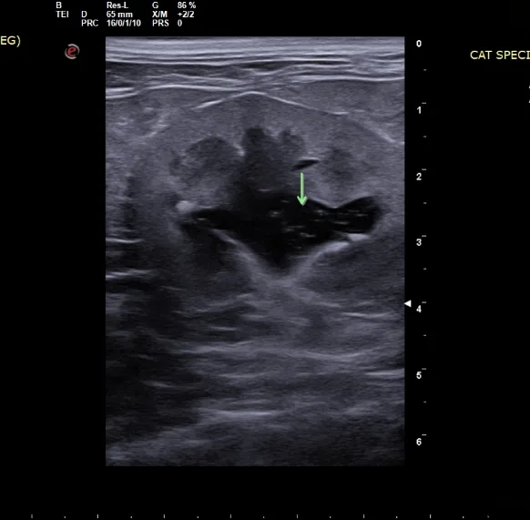 Ultrasound image showing an abnormality within a cat’s internal tissue