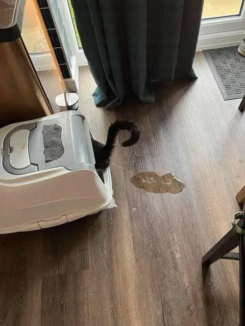 cats sharing toileting space at home.