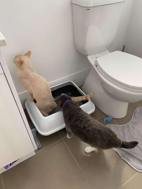 cats sharing toileting space at home causing stress