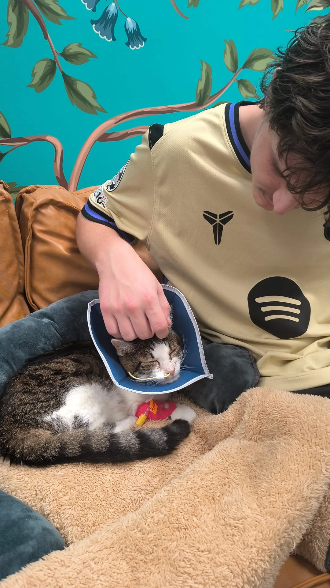 Young man petting a recovering tabby cat wearing a soft medical cone and bandages.