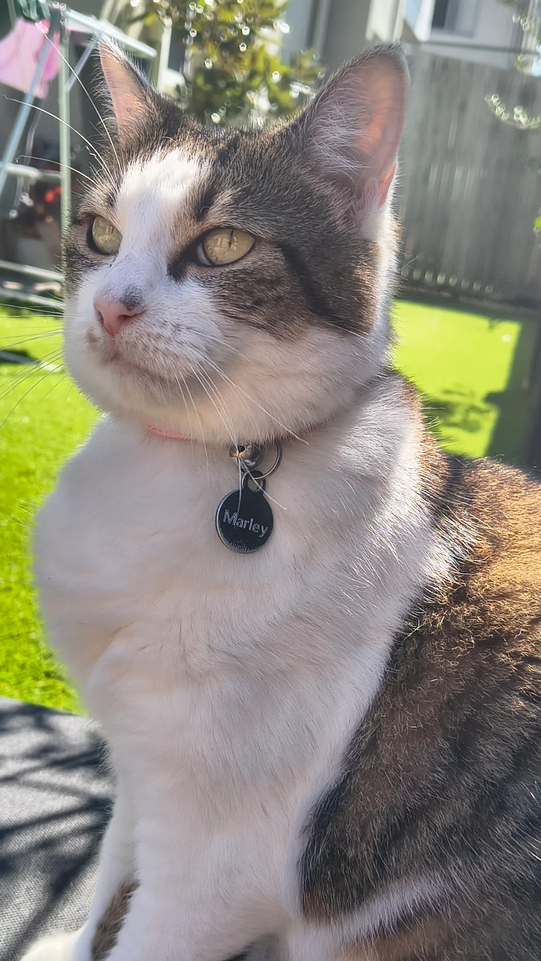 A white and brown tabby cat named Marley wearing a collar with an ID tag in a sunny yard.