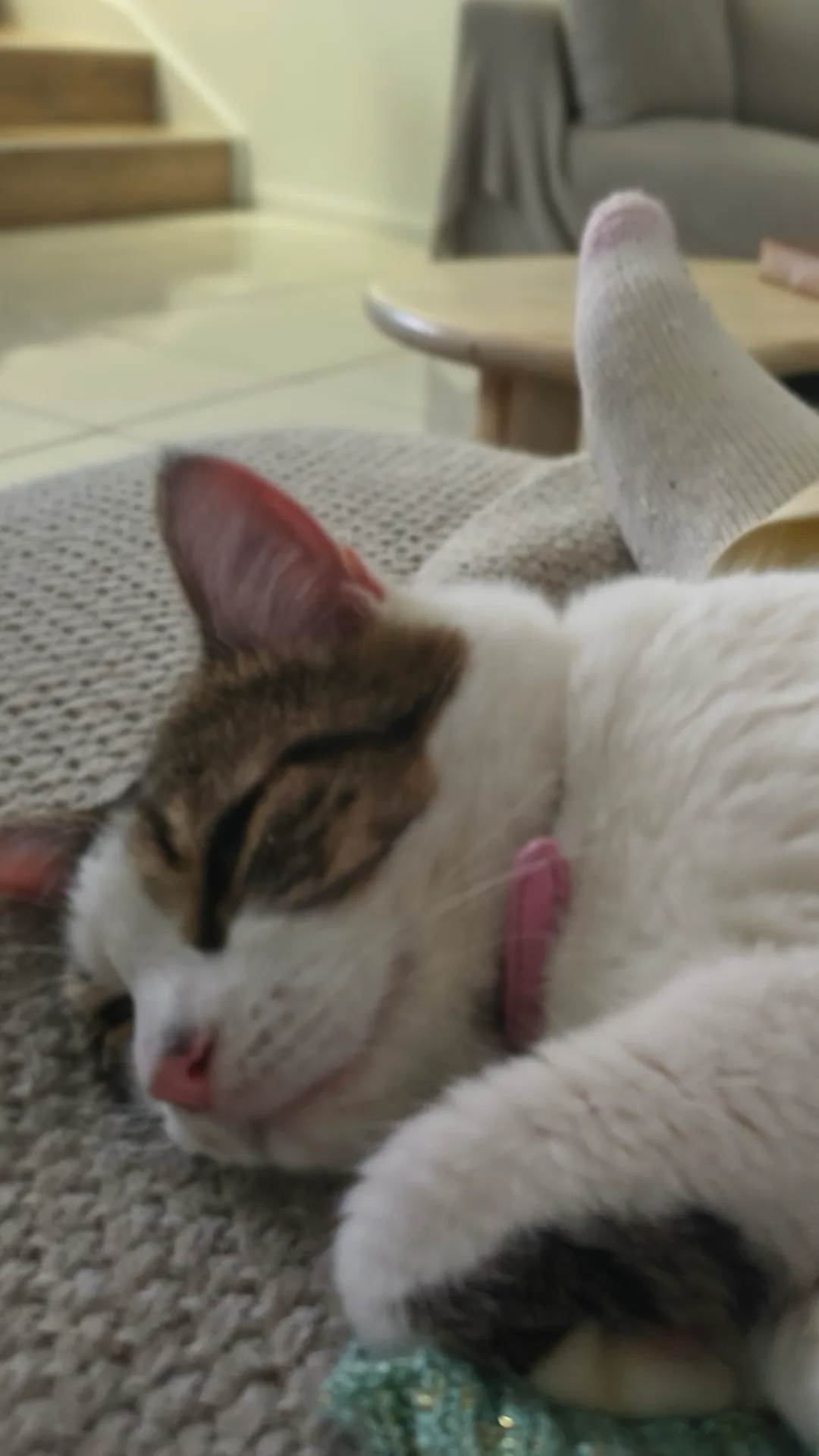 A white and tabby cat sleeping on a textured sofa next to a person's foot.