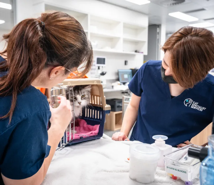 Two veterinary staff in navy scrubs look at a cat inside a carrier at Cat Specialist Services.