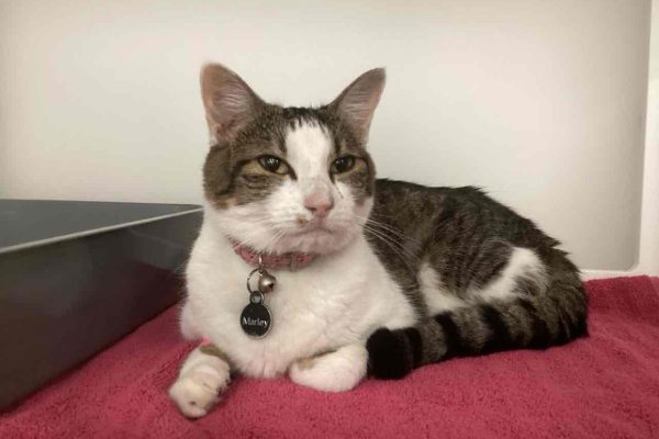 A brown tabby and white cat wearing a pink collar with a tag labeled Marley, resting on a pink towel.