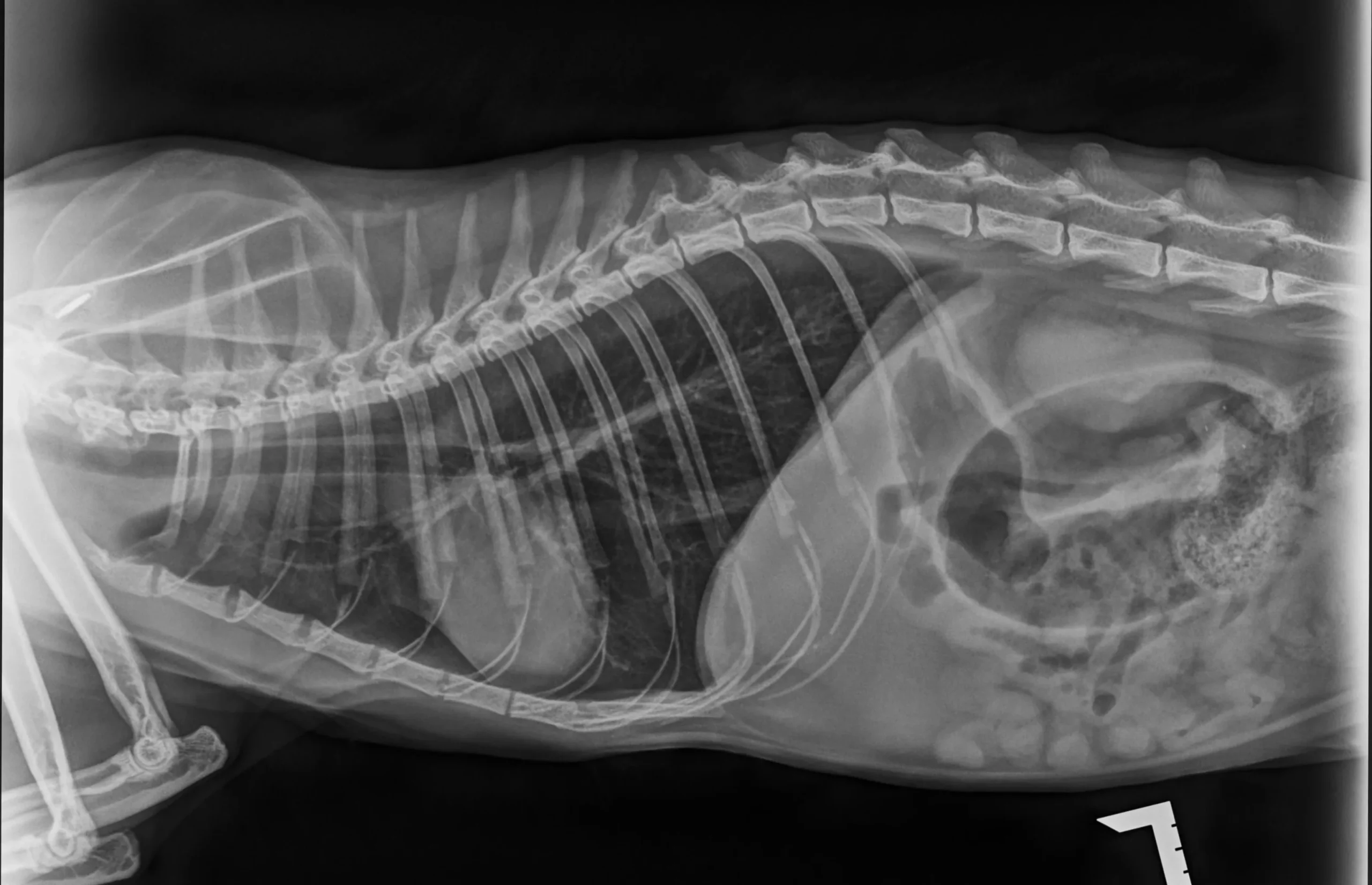 Lateral X-ray of an animal's thorax and abdomen, displaying the spine, ribcage, heart, and diaphragm.