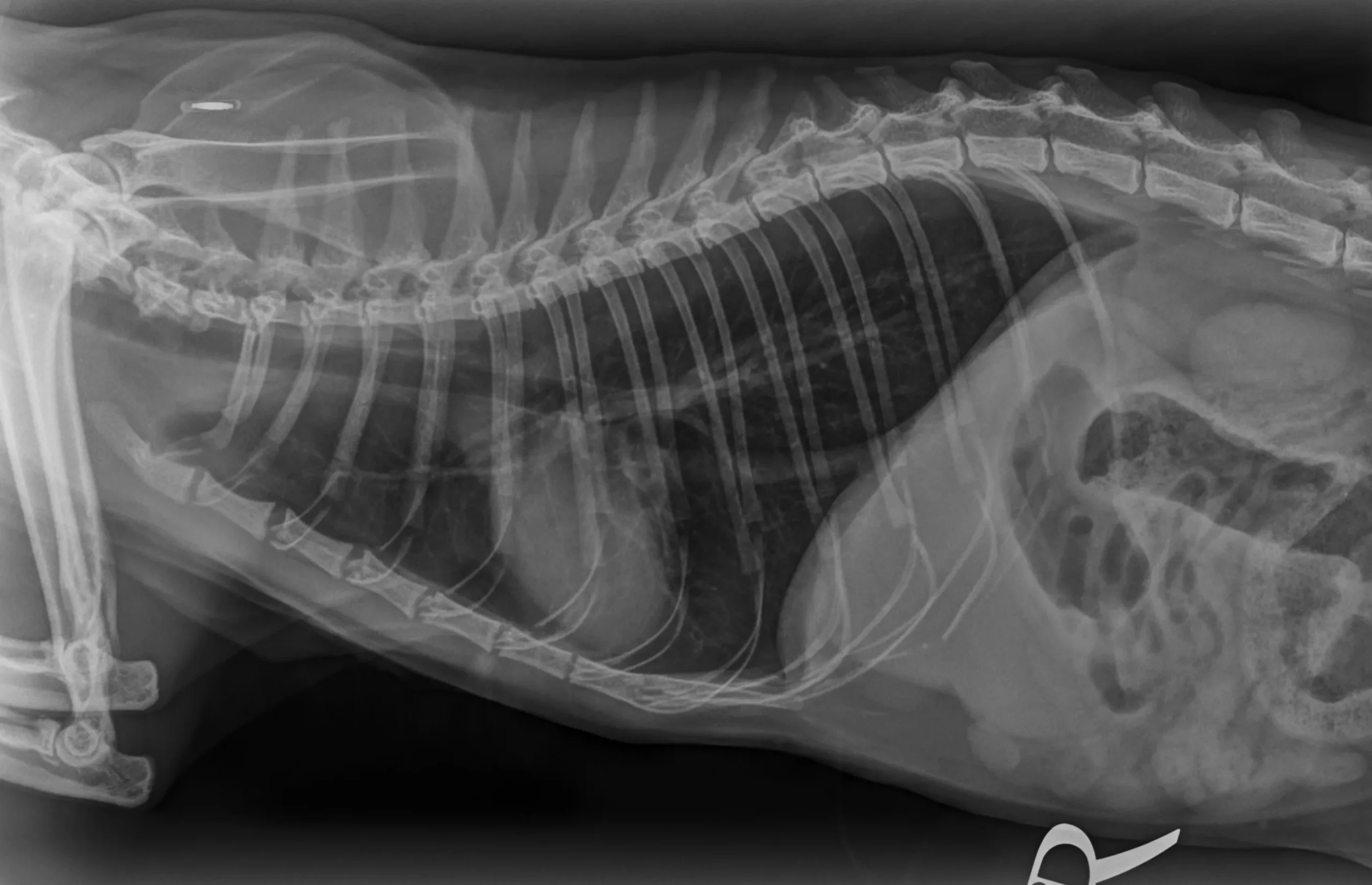 Lateral X-ray of an animal's thorax and abdomen, displaying the spine, ribcage, heart, and diaphragm.