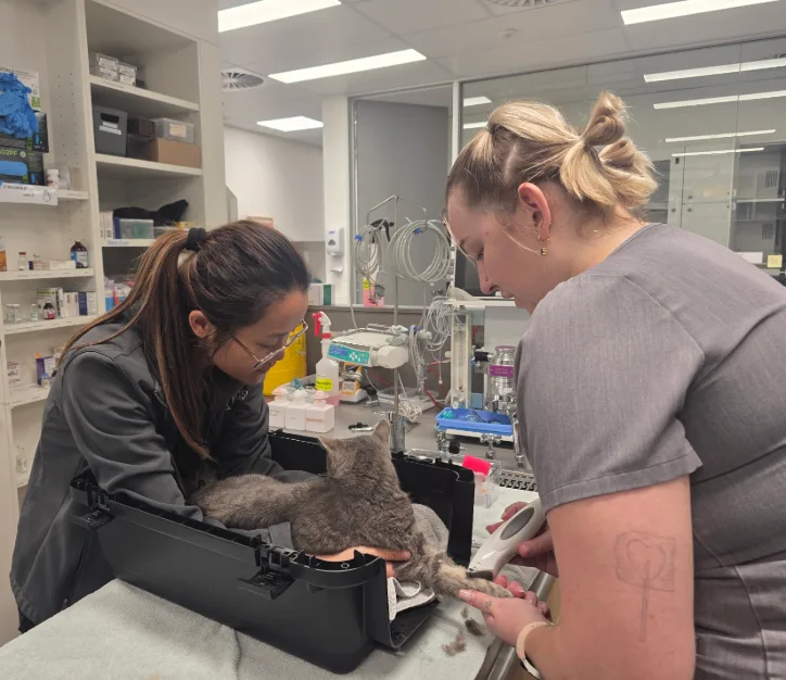 Two veterinary clinic staff members tend to a grey cat resting in a carrier tray while one shaves fur from its hind leg with electric clippers.