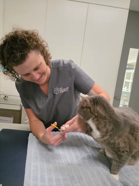 A veterinary professional trimming the front claws of a grey and white cat on an exam table.