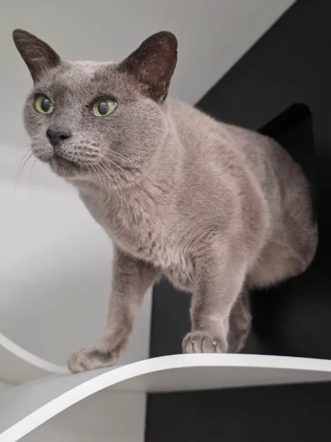 A short-haired grey cat with green eyes stepping out of an opening onto a curved white wall shelf.