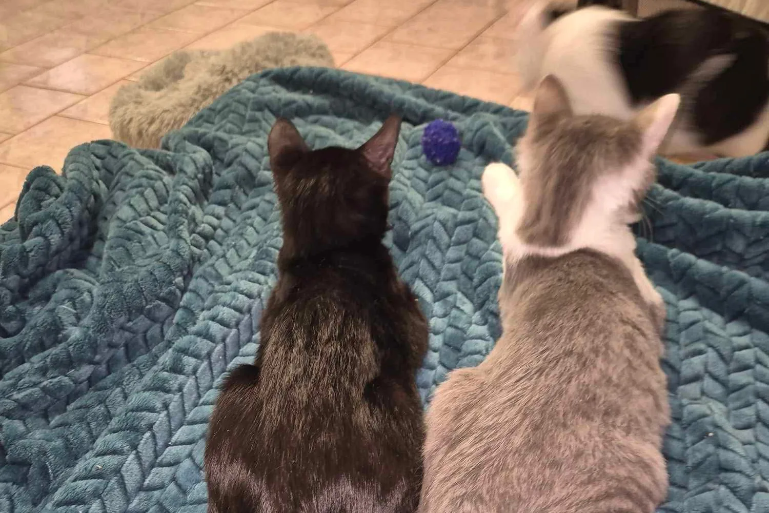 Back view of a black kitten and a grey kitten sitting together on a blue blanket, facing a small purple ball.
