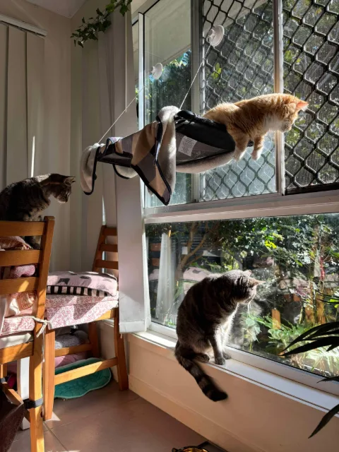 Three cats looking out a sunny window, with an orange cat resting on a suction-cup window perch.