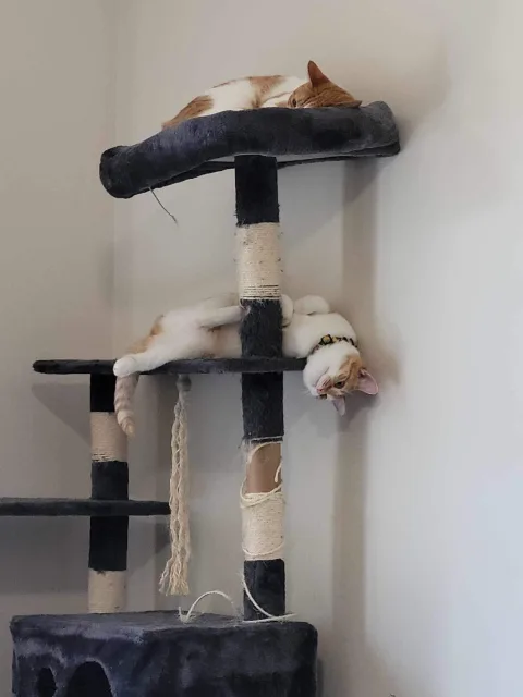 Two orange and white cats relaxing on a multi-level dark grey cat tree, with one sleeping on top and the other lying upside down below with its head hanging over the edge.