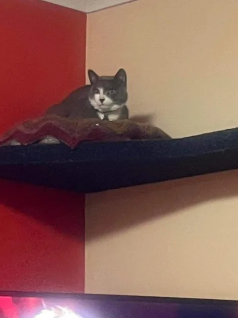 Grey and white cat resting on a cushion placed on a high wall-mounted shelf.