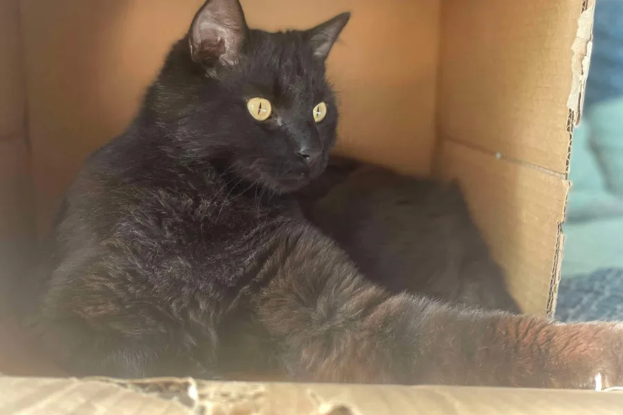 A black cat with bright yellow eyes sitting inside a cardboard box with one front leg extended.