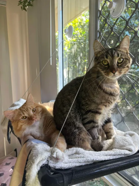 A tabby cat and an orange cat resting together on a window-mounted cat hammock.A tabby cat and an orange cat resting together on a window-mounted cat hammock.