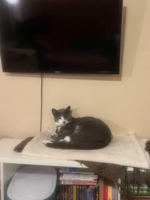 Grey and white cat resting on a towel atop a shelf, directly beneath a wall-mounted TV.