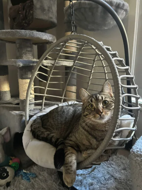 A tabby cat resting in a miniature hanging egg chair with a white cushion.