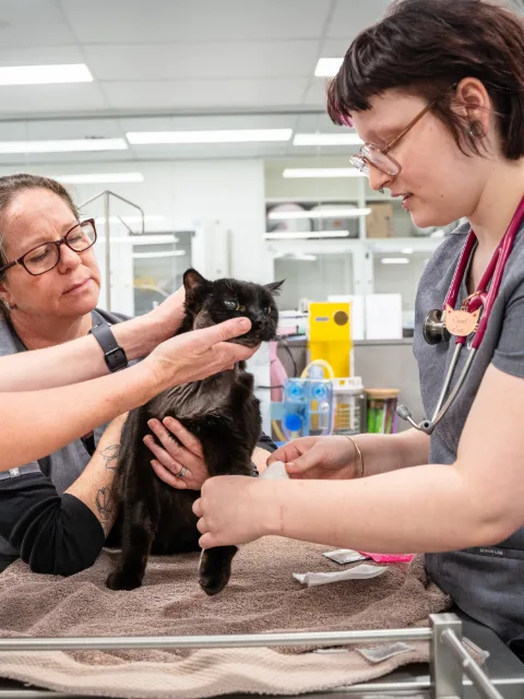 Two veterinary staff members attending to a black cat on an examination table, with one holding the cat while the other tapes its front paw.