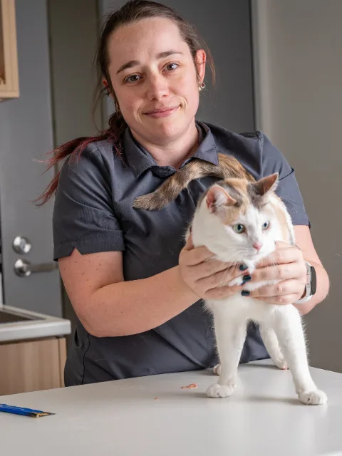 A woman in a grey uniform gently holding a white and calico cat standing on an exam table.