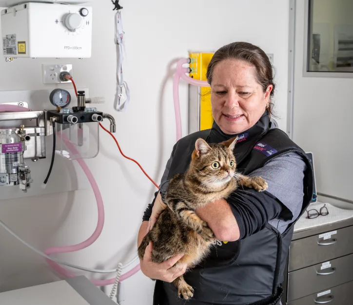 Veterinary worker wearing protective lead gear holding a tabby cat in an examination room.