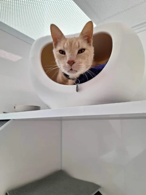 A light orange cat looking out from a white pod-shaped bed on an elevated shelf.