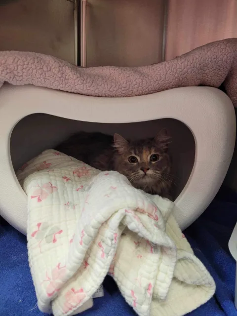Fluffy cat sitting inside a white pod bed behind a folded blanket.