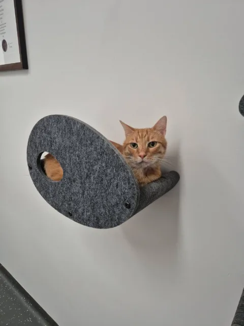 An orange tabby cat sitting inside a wall-mounted curved grey felt perch.