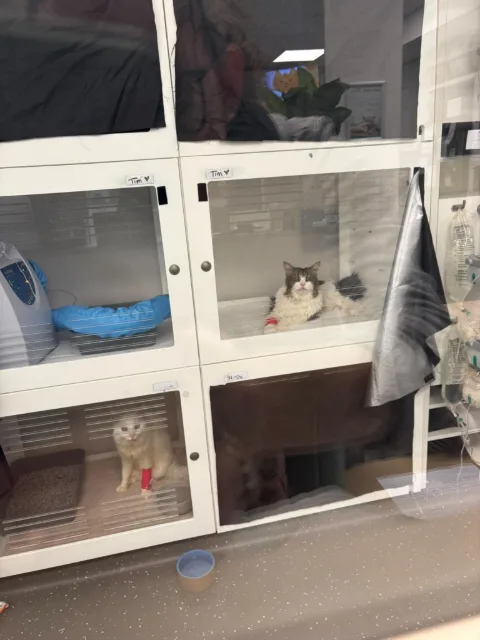 Two cats resting inside veterinary recovery kennels, each wearing a red bandage on a front paw.