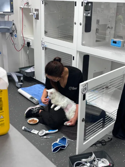 A veterinary nurse sitting on the floor of a cat ward, gently holding and feeding a white cat with a shaved flank in front of recovery kennels.